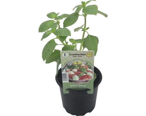 Strauchbasilikum FloraSelf Ocimum Hybrida 'Magic White' Ø 12 Cm Topf 3 Strauchbasilikum FloraSelf Ocimum Hybrida 'Magic White' Ø 12 Cm Topf
