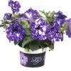Hänge-Petunie FloraSelf Petunia Pendula 'Night Sky' Ø 10,5 Cm Topf 2 Hänge-Petunie FloraSelf Petunia Pendula 'Night Sky' Ø 10,5 Cm Topf -Hornbach Gartenmarkt DV 8 6269865 08 4c DE 20190516051800