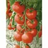 Geschmackstomate 'Sportivo' F1 FloraSelf Ø 12 Cm Topfveredelt 2 Geschmackstomate 'Sportivo' F1 FloraSelf Ø 12 Cm Topfveredelt -Hornbach Gartenmarkt DV 8 6272285 01 4c DE 20200417121656