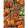 Pflaumen-Cherrytomate 'Santorange' F1 FloraSelf Ø 12 Cm Topf Veredelt -Hornbach Gartenmarkt DV 8 6272289 01 4c DE 20200501051659