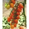Datteltomate 'Datterino' F1 FloraSelf Ø 12 Cm Topf Veredelt -Hornbach Gartenmarkt DV 8 6272293 01 4c DE 20200501051659
