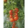Freiland-Strauchtomate 'Philona' F1 FloraSelf Ø 12 Cm Topf Veredelt -Hornbach Gartenmarkt DV 8 6272295 01 4c DE 20200501051659