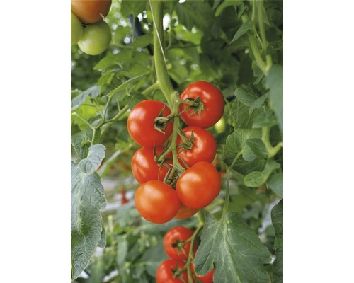 Freiland-Strauchtomate 'Philona' F1 FloraSelf Ø 12 Cm Topf Veredelt 3 Freiland-Strauchtomate 'Philona' F1 FloraSelf Ø 12 Cm Topf Veredelt