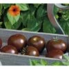 Schokoladen-Tomate 'Kakao' F1 FloraSelf Ø 12 Cm Topf Veredelt -Hornbach Gartenmarkt DV 8 6272297 01 4c DE 20200501051659