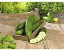 Gurke FloraSelf Cucumis Sativa 'Fitness' Ø 12 Cm Topf