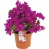 FloraSelf Drillingsblume Bougainvillea Sanderiana ''Renate' H 35 Cm Ø 19 Cm Topf 2 FloraSelf Drillingsblume Bougainvillea Sanderiana ''Renate' H 35 Cm Ø 19 Cm Topf -Hornbach Gartenmarkt DV 8 6290738 01 4c DE 20170328230829