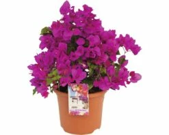 FloraSelf Drillingsblume Bougainvillea Sanderiana ''Renate' H 35 Cm Ø 19 Cm Topf