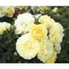 Edelrose FloraSelf Rosa X Hybride H 30-60 Cm Co 5 L Gelb, Orange In Sorten 2 Edelrose FloraSelf Rosa X Hybride H 30-60 Cm Co 5 L Gelb, Orange In Sorten -Hornbach Gartenmarkt DV 8 6290807 01 4c DE 20171129145906
