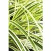 Japan-Segge FloraSelf Carex Morrowii 'Feather Falls' H 5-30 Cm Co 3 L -Hornbach Gartenmarkt DV 8 6291706 01 4c DE 20210113084758