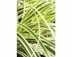 Japan-Segge FloraSelf Carex Morrowii 'Feather Falls' H 5-30 Cm Co 3 L