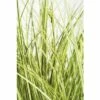 Buntblättrige Garten-Segge FloraSelf Carex Brunnea 'Aureovariegata' H 5-10 Cm T 14 Cm -Hornbach Gartenmarkt DV 8 6291708 01 4c DE 20210111094657 2