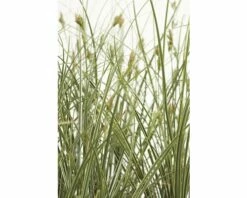 Buntblättrige Garten-Segge FloraSelf Carex Brunnea 'Variegata' H 10-20 Cm Co 3 L
