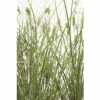 Buntblättrige Garten-Segge FloraSelf Carex Brunnea 'Variegata' H 5-15 Cm T 14 -Hornbach Gartenmarkt DV 8 6291709 01 4c DE 20210111094757