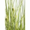 Ziersegge FloraSelf Carex Brunnea 'Lady Sunshine' H 10-30 Cm Co 3 L -Hornbach Gartenmarkt DV 8 6291710 01 4c DE 20210111094657