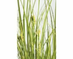 Ziersegge FloraSelf Carex Brunnea 'Lady Sunshine' H 10-30 Cm Co 3 L