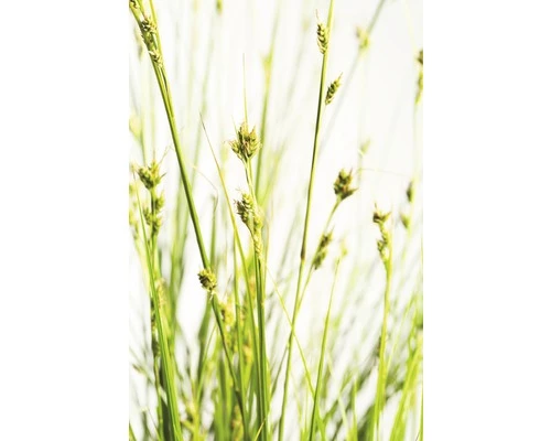 Garten-Segge FloraSelf Carex Brunnea H 5-20 Cm Co 3 L 3 Garten-Segge FloraSelf Carex Brunnea H 5-20 Cm Co 3 L