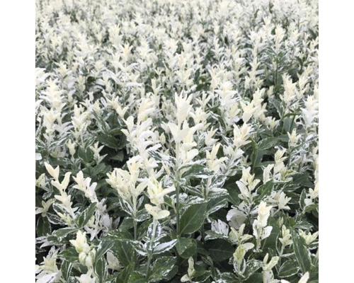 Kriechspindel FloraSelf Euonymus Fortunei 'Harlequin' H 20-25 Cm Co 2 L (3 Stk.) 3 Kriechspindel FloraSelf Euonymus Fortunei 'Harlequin' H 20-25 Cm Co 2 L (3 Stk.)