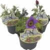 Küchenschelle Trio ROCKCollection FloraSelf Pulsatilla H 10-20 Cm Ø 13 Cm Topf 3 Farben -Hornbach Gartenmarkt DV 8 6311562 01 4c DE 20190126011651