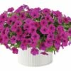 Petunie FloraSelf Petunia 'Capella Burgundy' Ø 12 Cm Topf -Hornbach Gartenmarkt DV 8 6341492 01 4c CH 20181220051653