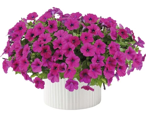 Petunie FloraSelf Petunia 'Capella Burgundy' Ø 12 Cm Topf 3 Petunie FloraSelf Petunia 'Capella Burgundy' Ø 12 Cm Topf