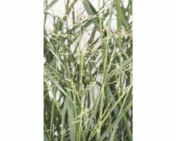 Rutenhirse FloraSelf Panicum Virgatum 'Prairie Sky' H 20-60 Cm Co 3 L -Hornbach Gartenmarkt DV 8 6357361 01 4c DE 20210719144658