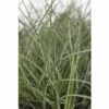 Chinaschilf FloraSelf Miscanthus Sinensis 'Adagio' H 20-80 Cm Co 6 L -Hornbach Gartenmarkt DV 8 6357363 01 4c DE 20190228094650 1