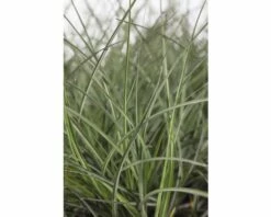 Chinaschilf FloraSelf Miscanthus Sinensis 'Adagio' H 20-80 Cm Co 6 L