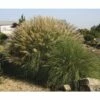 Chinaschilf FloraSelf Miscanthus Sinensis 'Adagio' H 10-40 Cm T 14 Cm 1 Chinaschilf FloraSelf Miscanthus Sinensis 'Adagio' H 10-40 Cm T 14 Cm -Hornbach Gartenmarkt DV 8 6357363 02 4c DE 20210113091758 2