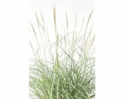 Chinaschilf FloraSelf Miscanthus Sinensis 'Adagio' H 20-80 Cm Co 6 L -Hornbach Gartenmarkt DV 8 6357363 03 4c DE 20190228094650 1