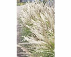 Chinaschilf FloraSelf Miscanthus Sinensis 'Adagio' H 20-80 Cm Co 6 L -Hornbach Gartenmarkt DV 8 6357363 04 4c DE 20190228094650