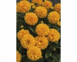 Mädchenauge FloraSelf Coreopsis Grandiflora Co 3 L 6 Mädchenauge FloraSelf Coreopsis Grandiflora Co 3 L -Hornbach Gartenmarkt DV 8 6403001 02 4c DE 20200612154657