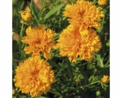 Mädchenauge FloraSelf Coreopsis Grandiflora Co 3 L 7 Mädchenauge FloraSelf Coreopsis Grandiflora Co 3 L -Hornbach Gartenmarkt DV 8 6403001 09 4c DE 20200612154657