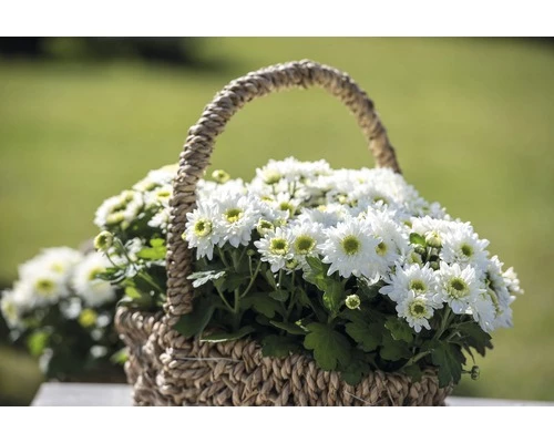 Chrysantheme FloraSelf Chrysanthemum Indicum 'Picnic' Ø 12 Cm Topf 4 Chrysantheme FloraSelf Chrysanthemum Indicum 'Picnic' Ø 12 Cm Topf – Bild 2