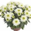 Chrysantheme FloraSelf Chrysanthemum Indicum 'Picnic' Ø 12 Cm Topf -Hornbach Gartenmarkt DV 8 6405386 02 4c DE 20180901092506