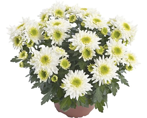 Chrysantheme FloraSelf Chrysanthemum Indicum 'Picnic' Ø 12 Cm Topf 3 Chrysantheme FloraSelf Chrysanthemum Indicum 'Picnic' Ø 12 Cm Topf