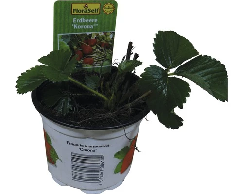 FloraSelf Erdbeere Fragaria X Ananassa 'Korona' Ø 9 Cm Topf 3 FloraSelf Erdbeere Fragaria X Ananassa 'Korona' Ø 9 Cm Topf