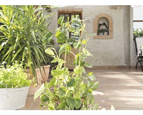 Bambus-Rankbogen Set FloraSelf H 60 + 90 Cm 2 Stk 4 Bambus-Rankbogen Set FloraSelf H 60 + 90 Cm 2 Stk – Bild 2