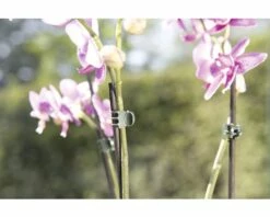 Orchideenclips FloraSelf Kunststoff 10 Stk -Hornbach Gartenmarkt DV 8 6425382 01 4c DE 20180308212542