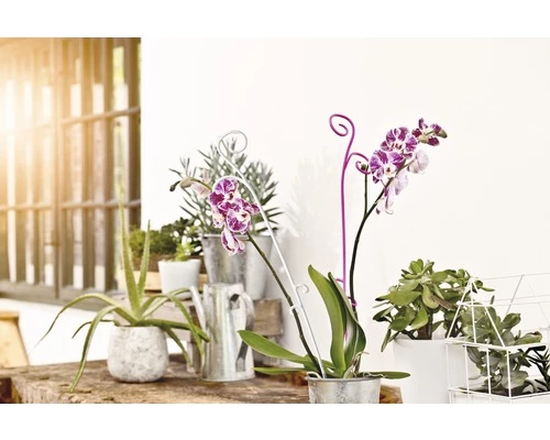 Orchideenstab FloraSelf H 62 Cm 4 Orchideenstab FloraSelf H 62 Cm – Bild 2