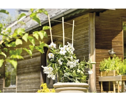 Bambus-Rankbogen Set FloraSelf H 60 + 85 Cm 2 Stk 4 Bambus-Rankbogen Set FloraSelf H 60 + 85 Cm 2 Stk – Bild 2