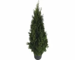 Lebensbaum FloraSelf Thuja Occidentalis 'Smaragd' H 125-150 Cm Co 12 L -Hornbach Gartenmarkt DV 8 6490115 05 4c DE 20191018051656