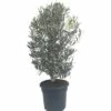 FloraSelf Olivenbaum Olea Europaea H 40-60 Cm Co 7,5 L 2 FloraSelf Olivenbaum Olea Europaea H 40-60 Cm Co 7,5 L -Hornbach Gartenmarkt DV 8 6492775 01 4c DE 20171221072553