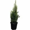 Säulen-Spindelstrauch FloraSelf Euonymus Japonicus 'Benkomasaki' H 60-80 Cm Co 10 L -Hornbach Gartenmarkt DV 8 6538927 02 4c DE 20210303131659