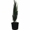Mittelmeer-Zypresse 'Totem' FloraSelf Cupressus Sempervirens 'Totem' H 60-70cm Co 3 L -Hornbach Gartenmarkt DV 8 6544475 01 4c CH 20181022101753