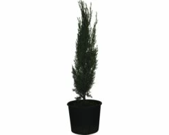 Mittelmeer-Zypresse 'Totem' FloraSelf Cupressus Sempervirens 'Totem' H 60-70cm Co 3 L