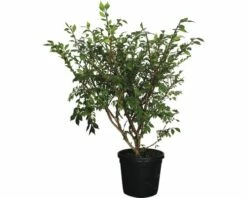 Spindelbaum FloraSelf Euonymus Alatus H 60-80 Cm C18 L