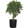 Wacholder FloraSelf Juniperus Conferta 'Blue Pacific' Stämmchen H 40-60 Cm Co 12 L 2 Wacholder FloraSelf Juniperus Conferta 'Blue Pacific' Stämmchen H 40-60 Cm Co 12 L -Hornbach Gartenmarkt DV 8 6544480 01 4c CH 20181022111650