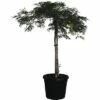 Grüner Schlitzahorn FloraSelf Acer Palmatum Dissectum 'Viridis' Co 30 L -Hornbach Gartenmarkt DV 8 6548378 02 4c DE 20190921211655