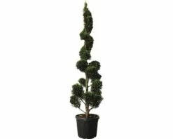 Gelbe Leyland-Zypresse PonPon-Spirale FloraSelf Cupressocyparis Leylandii 'Castlewellan Gold' H 140 Cm Co 30 L