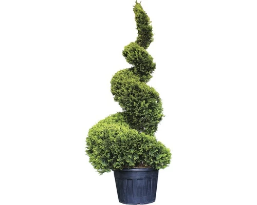 Englische Zypresse Spirale FloraSelf Cupressocyparis Leylandii 'Goldrider' H 220-240 Cm Co 130 L 3 Englische Zypresse Spirale FloraSelf Cupressocyparis Leylandii 'Goldrider' H 220-240 Cm Co 130 L